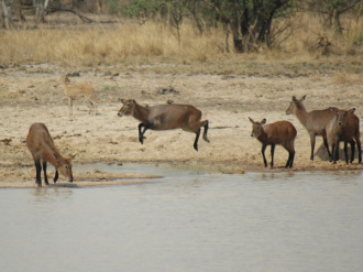 05 Petit Bond De Waterbuck